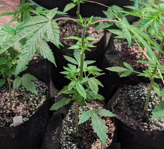 GMO Cookies. Week 3