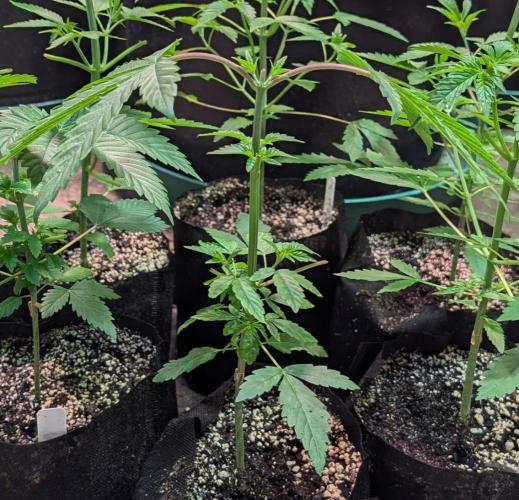 GMO Cookies. Week 3