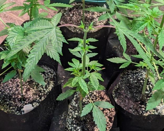 GMO Cookies. Week 3