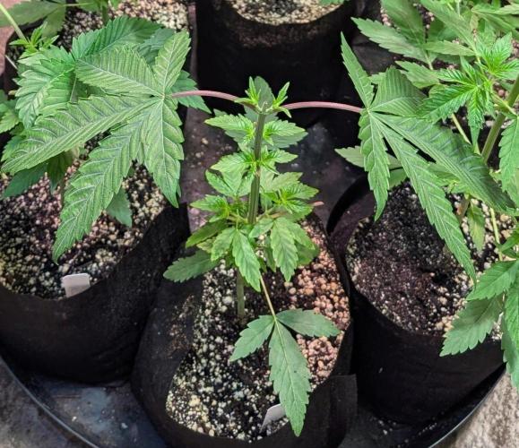 GMO Cookies. Week 3