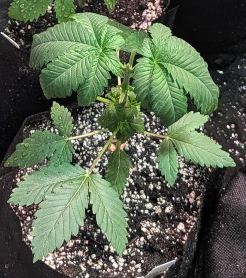 Grampa Zombie. Week 3