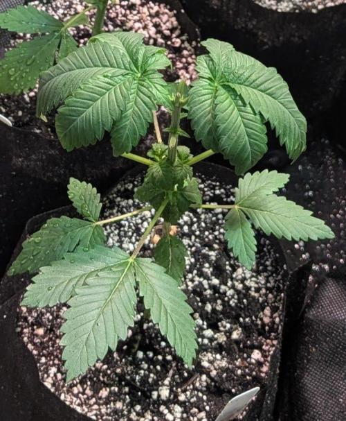 Grampa Zombie. Week 3