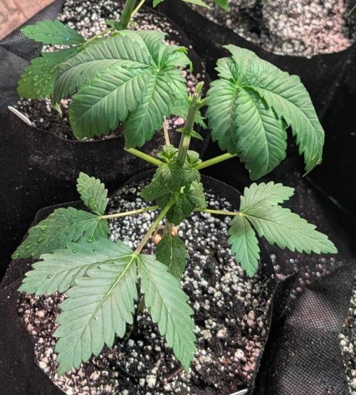 Grampa Zombie. Week 3