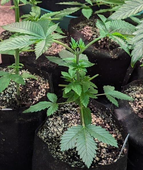 Grampa Zombie. Week 3