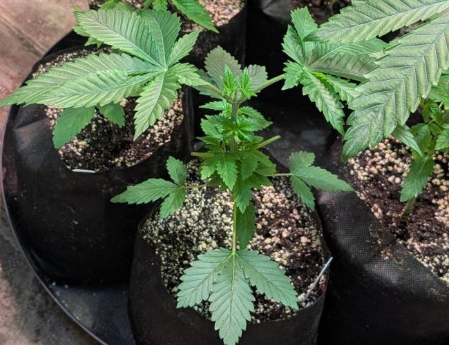 Grampa Zombie. Week 3