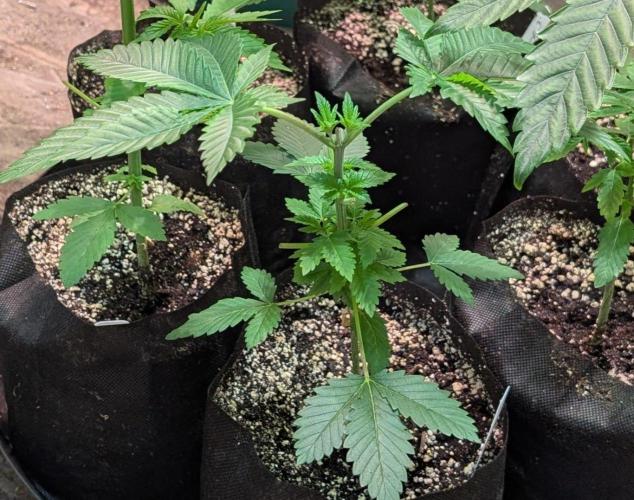 Grandpa Zombie genetics. Week 3