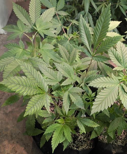 Amnesi-K Haze. Week 4