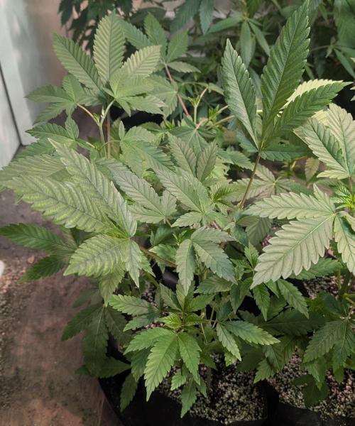 Amnesi-K Haze. Week 4