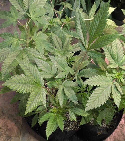 Amnesi-K Haze. Week 4