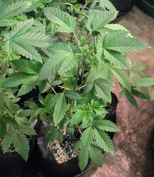 Grape and Cream. Week 4