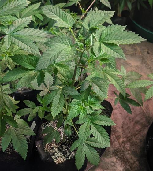Grape and Cream. Week 4