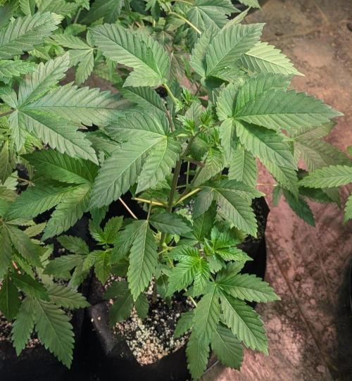 Grape and Cream. Week 4