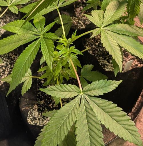 Amnesia Gas. Week 4