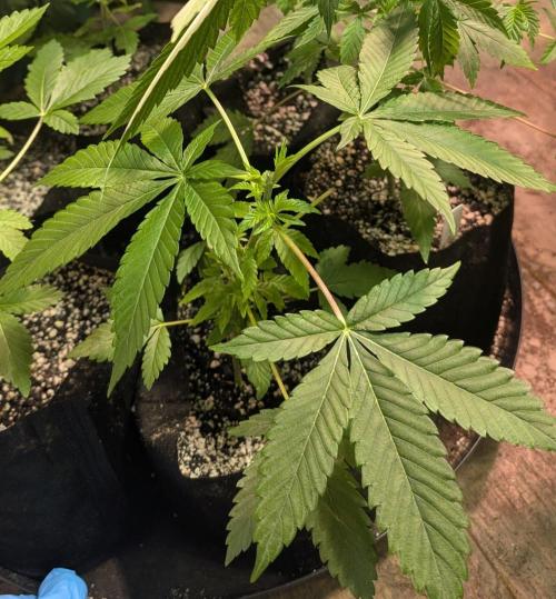 Amnesia Gas. Week 4