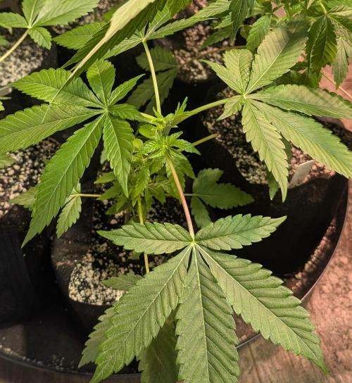 Amnesia Gas. Week 4