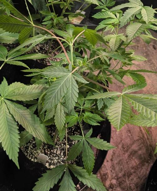 Aura Hash. Week 4