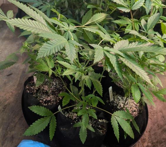 Papaya Stank. Week 4