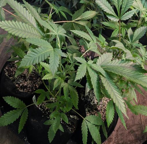 Papaya Stank. Week 4