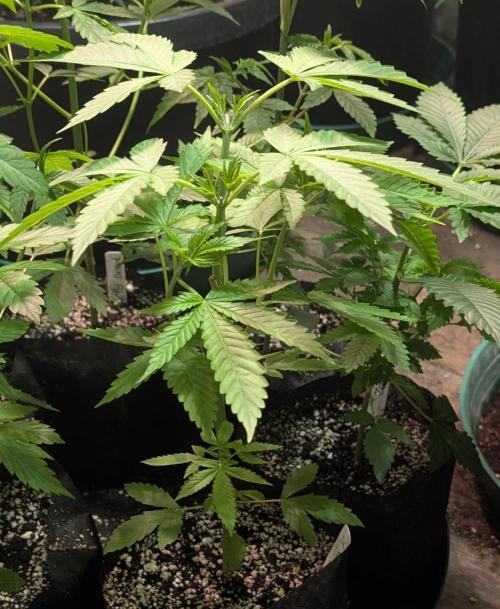 Banana Fumes. Week 4