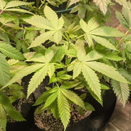 Banana Fumes. Week 4