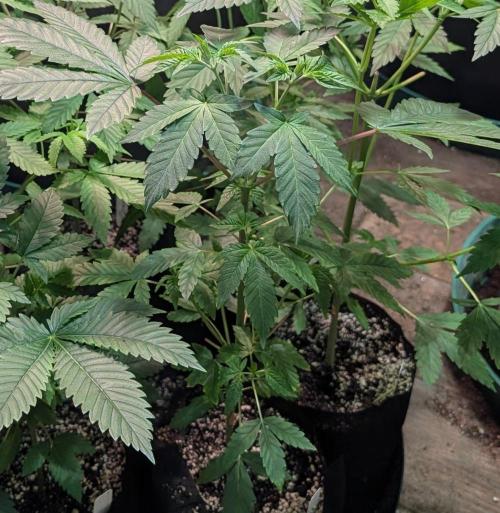 GMO Cookies. Week 4