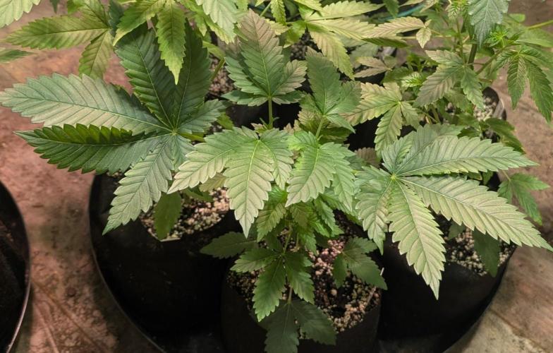 Grampa Zombie. Week 4