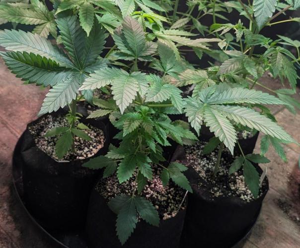 Grampa Zombie. Week 4