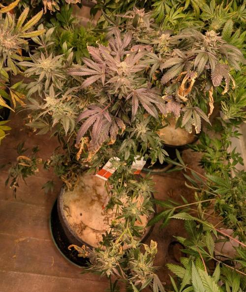 Zoap Rosé. Week 25