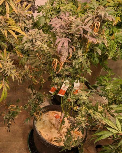 Zoap Rosé. Week 25