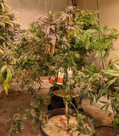 Zoap Rosé. Week 25