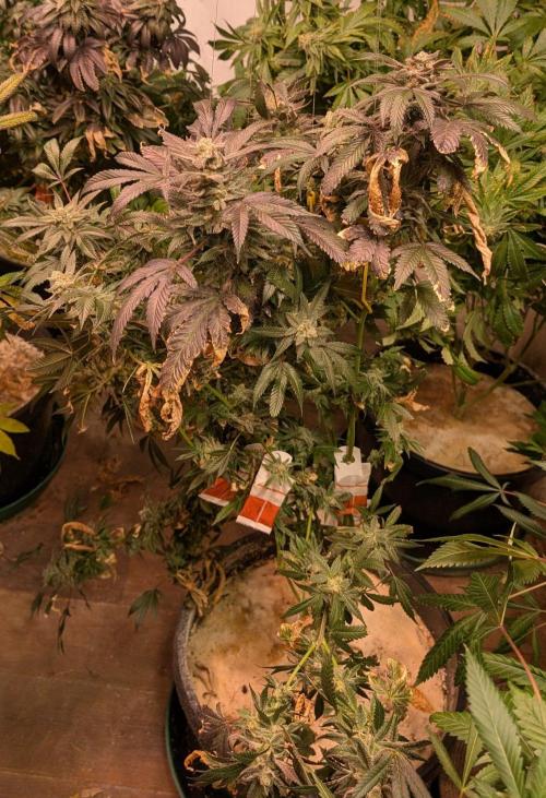 Zoap Rosé. Week 25