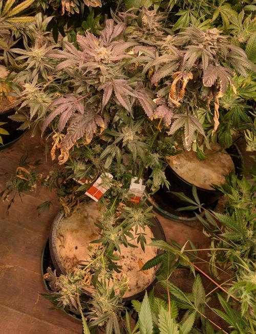 Zoap Rosé. Week 25