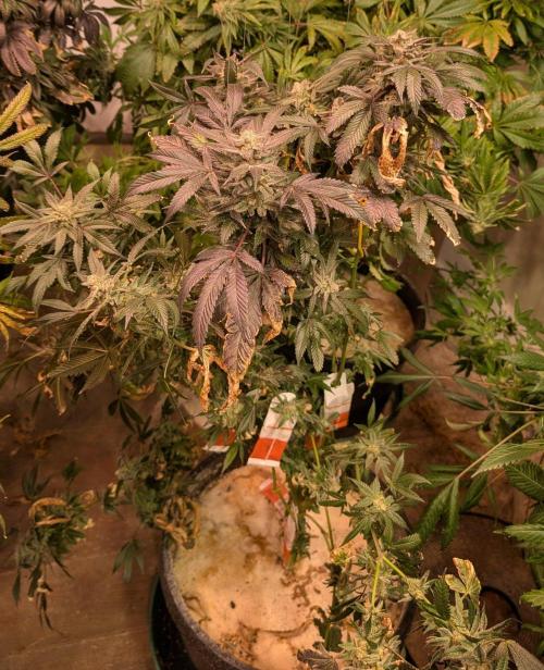 Zoap Rosé. Week 25