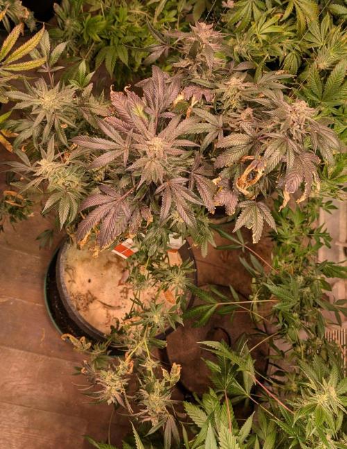 Zoap Rosé. Week 25