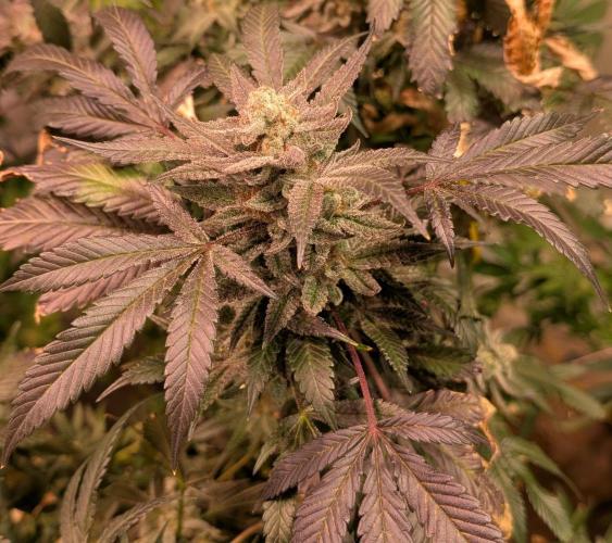 Zoap Rosé. Week 25