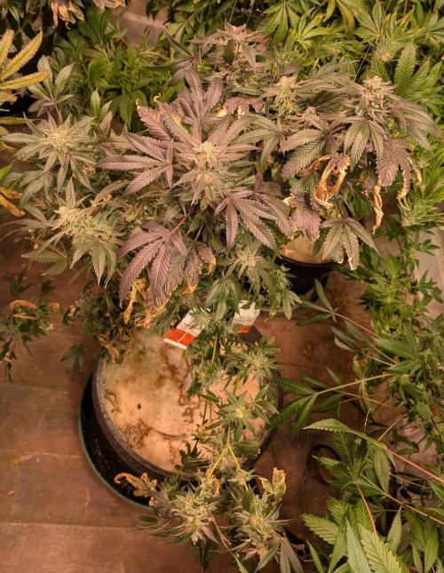 Zoap Rosé. Week 25