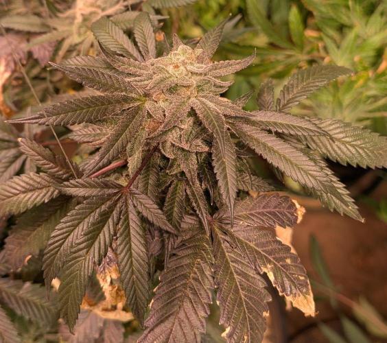 Zoap Rosé. Week 25
