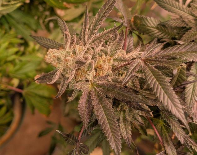 Zoap Rosé. Week 25