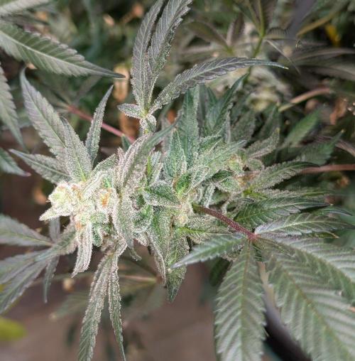 Zoap Rosé. Week 25
