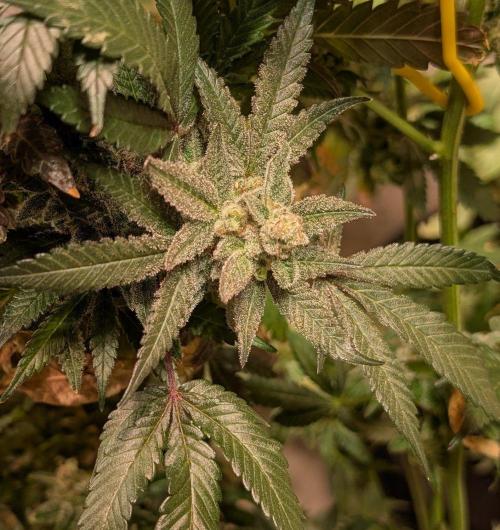Zoap Rosé. Week 25