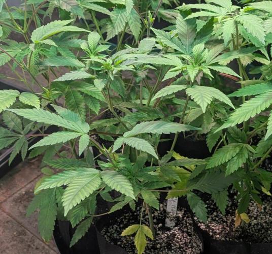 Amnesi-K Haze. Week 5