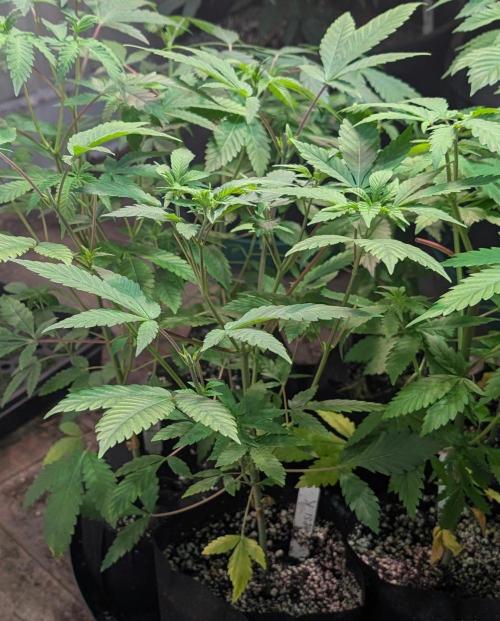 Amnesi-K Haze. Week 5