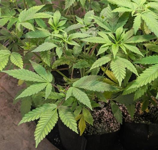 Amnesi-K Haze. Week 5