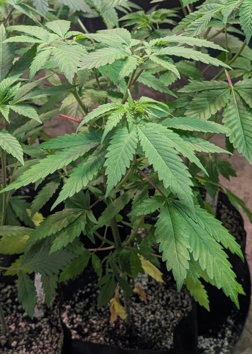 Sticky Broccoli. Week 5