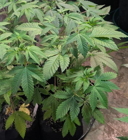 Grape and Cream. Week 5