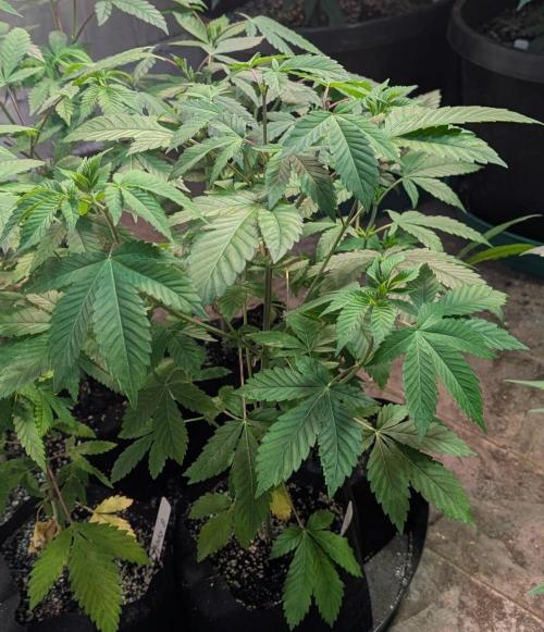 Grape and Cream. Week 5