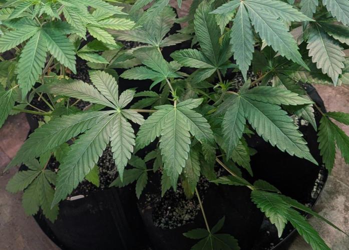 Amnesia Gas. Week 5