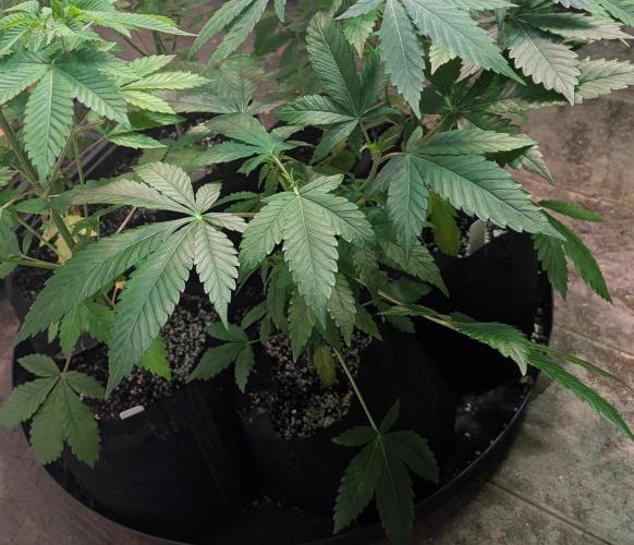 Amnesia Gas. Week 5