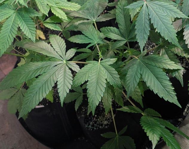 Amnesia Gas. Week 5