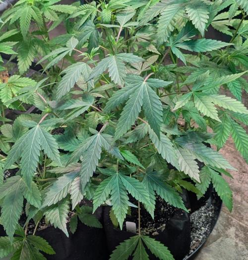 Aura Hash. Week 5